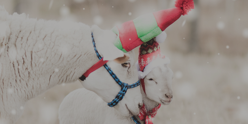 03 Christmas Sheep
